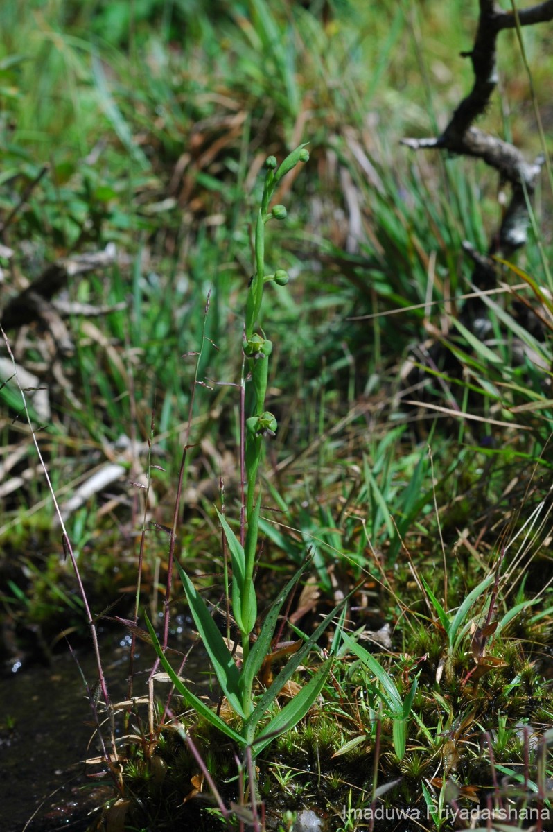 Habenaria acuminata (Thwaites) Trimen